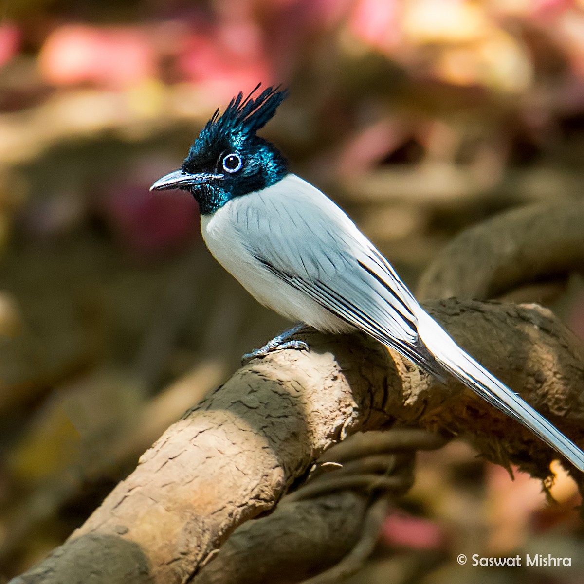 Indian Paradise-Flycatcher - ML162625461