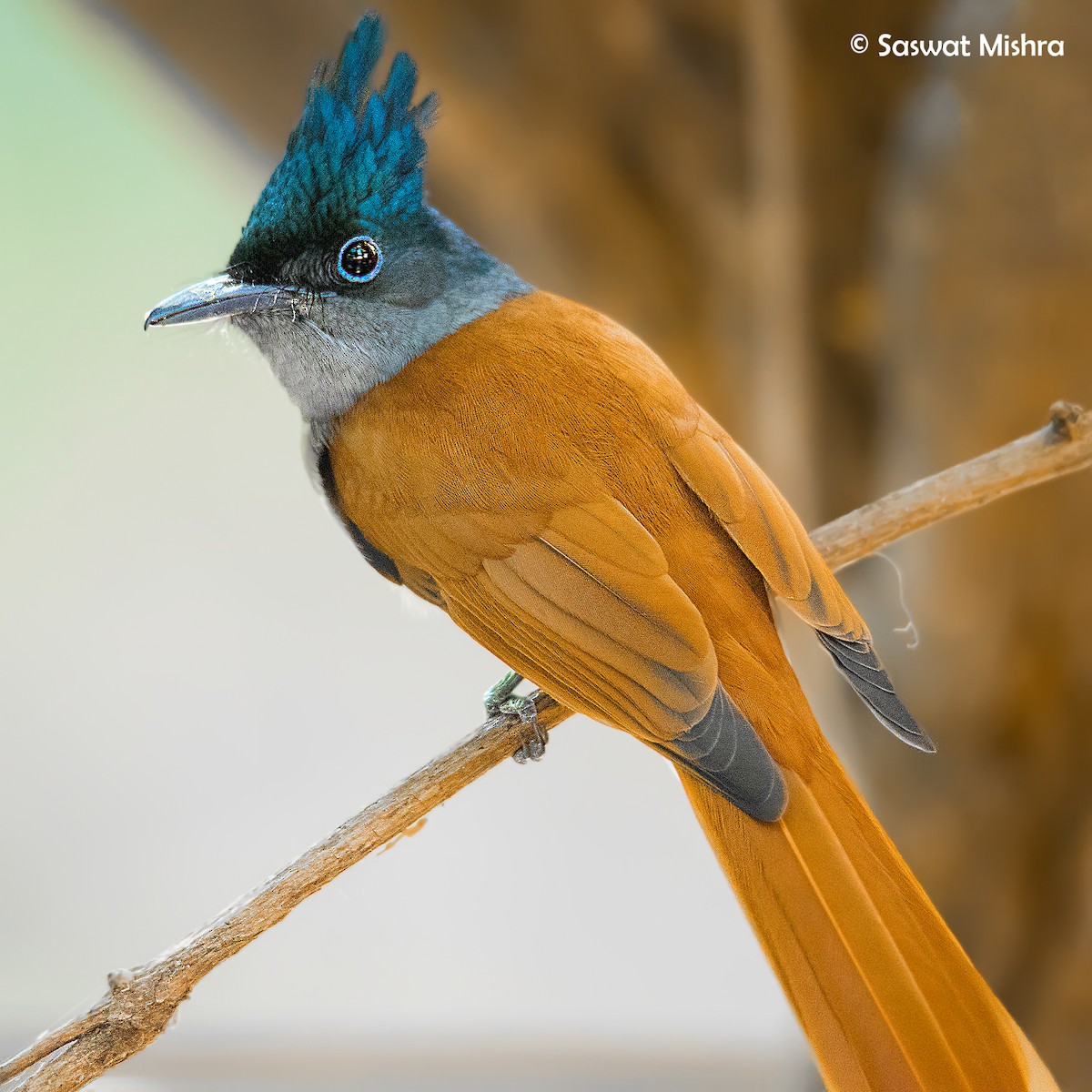 Indian Paradise-Flycatcher - ML162625471
