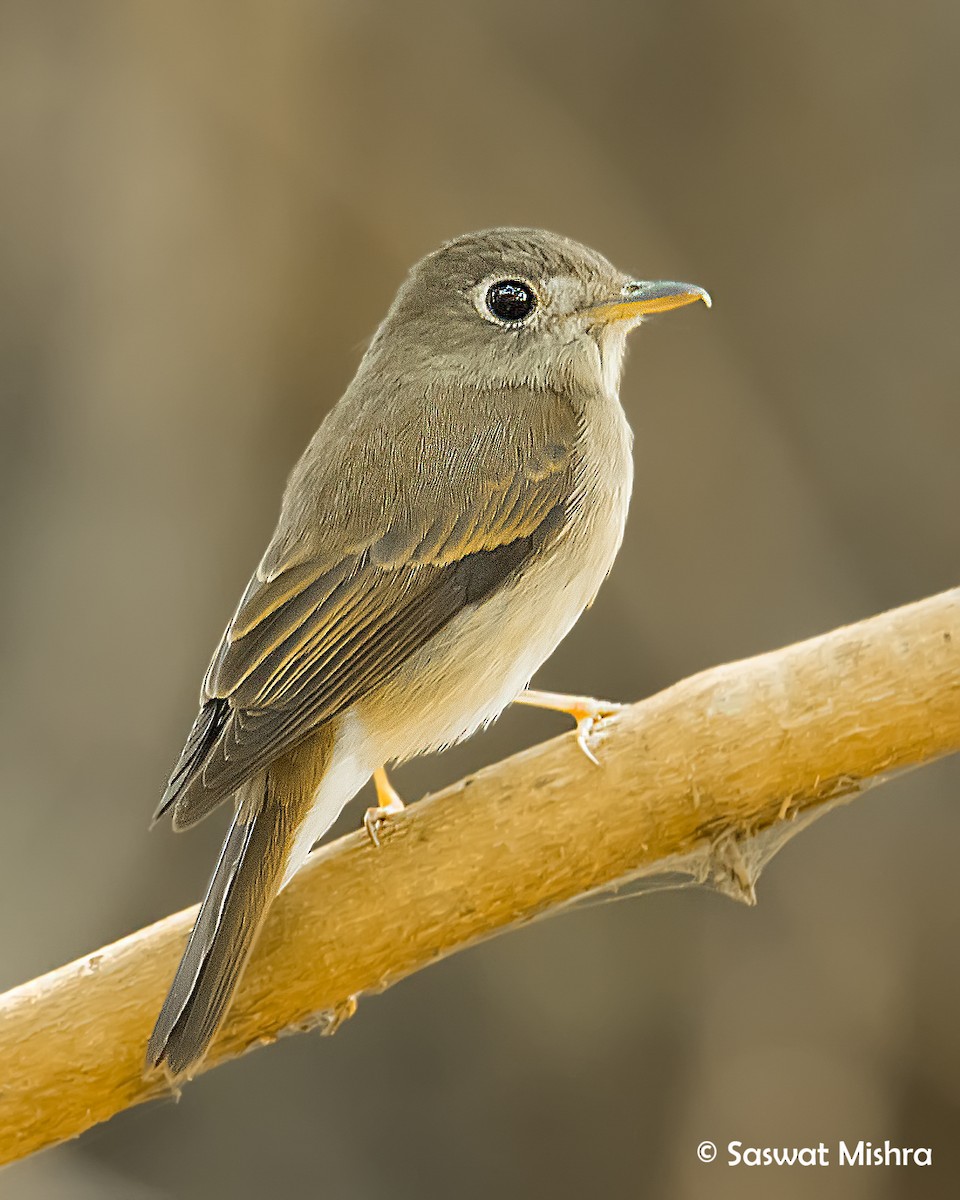 Brown-breasted Flycatcher - ML162625481