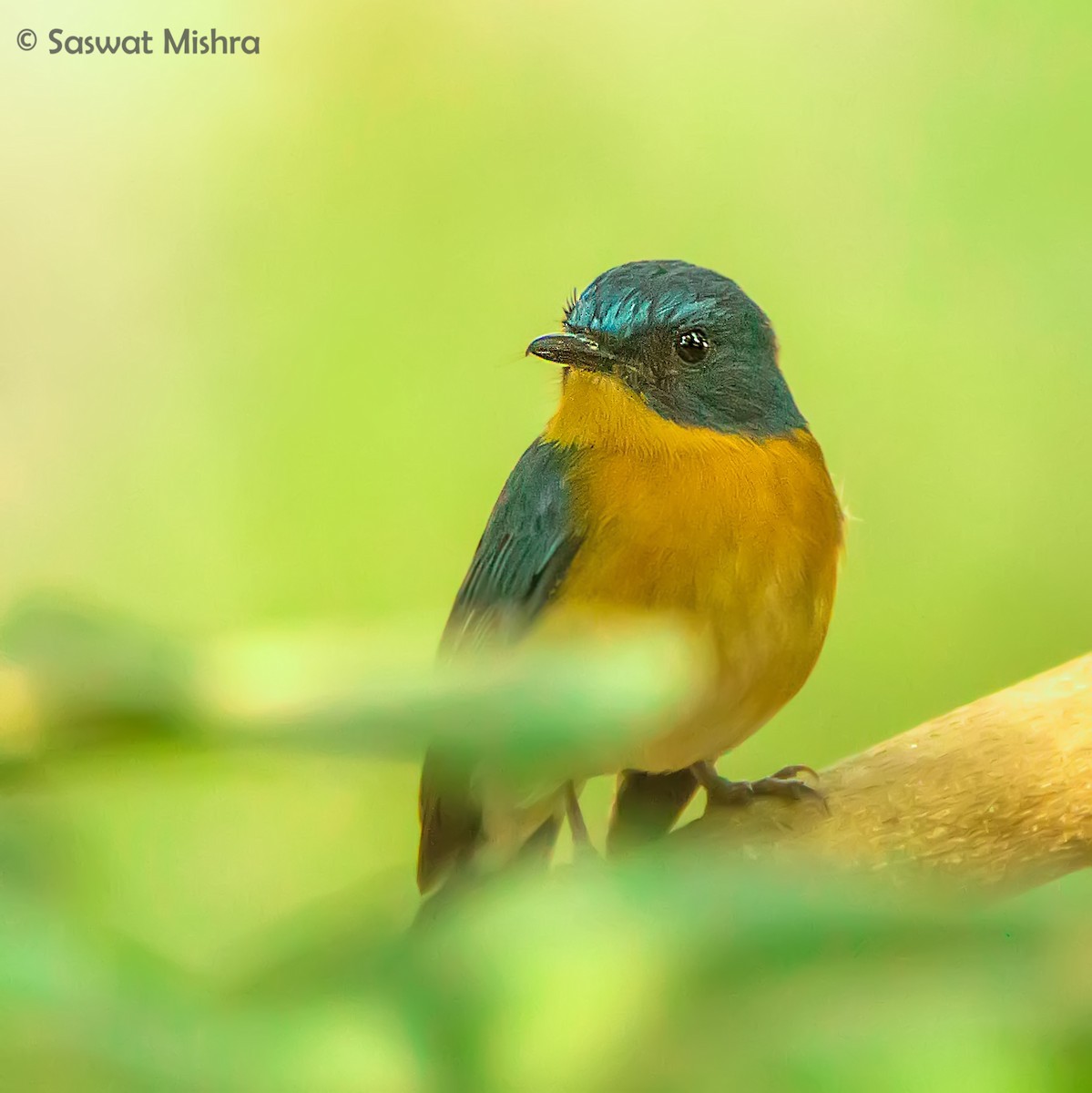 Tickell's Blue Flycatcher - ML162625491