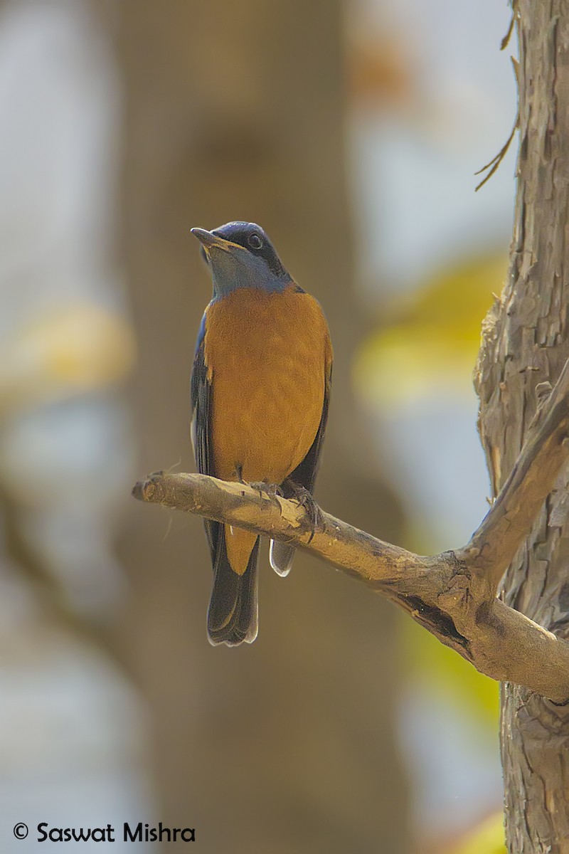 Blue-capped Rock-Thrush - ML162625521