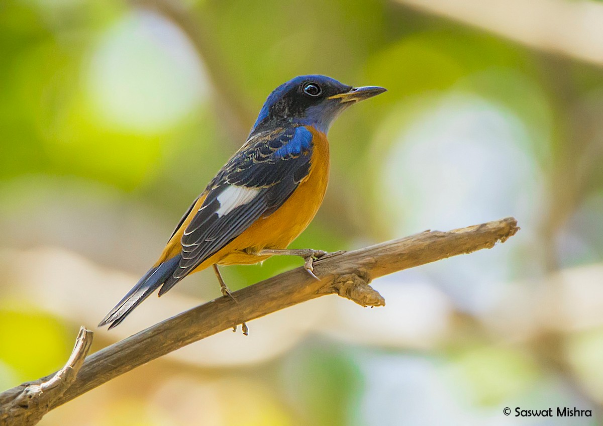 Blue-capped Rock-Thrush - ML162625541