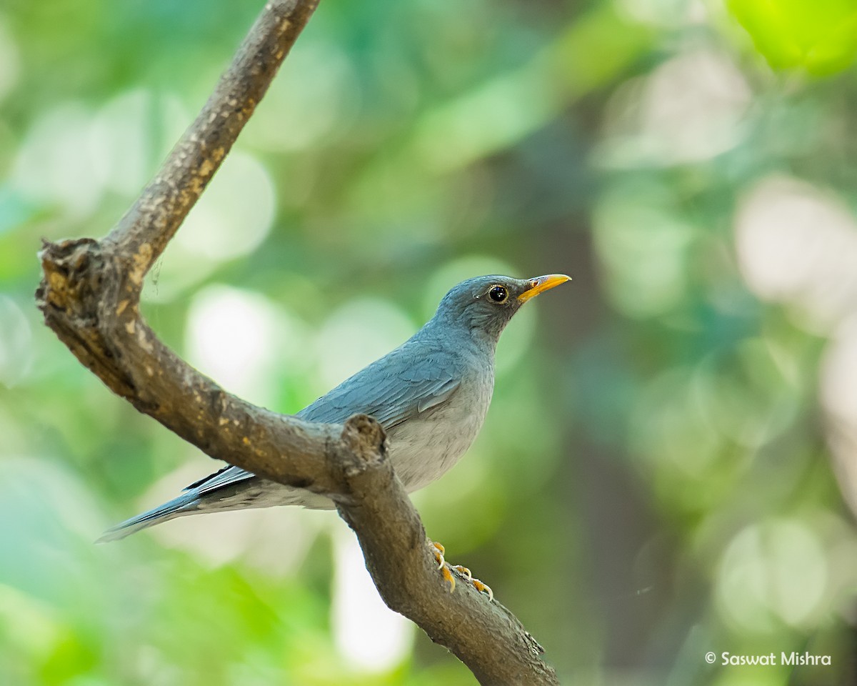 Tickell's Thrush - ML162625551