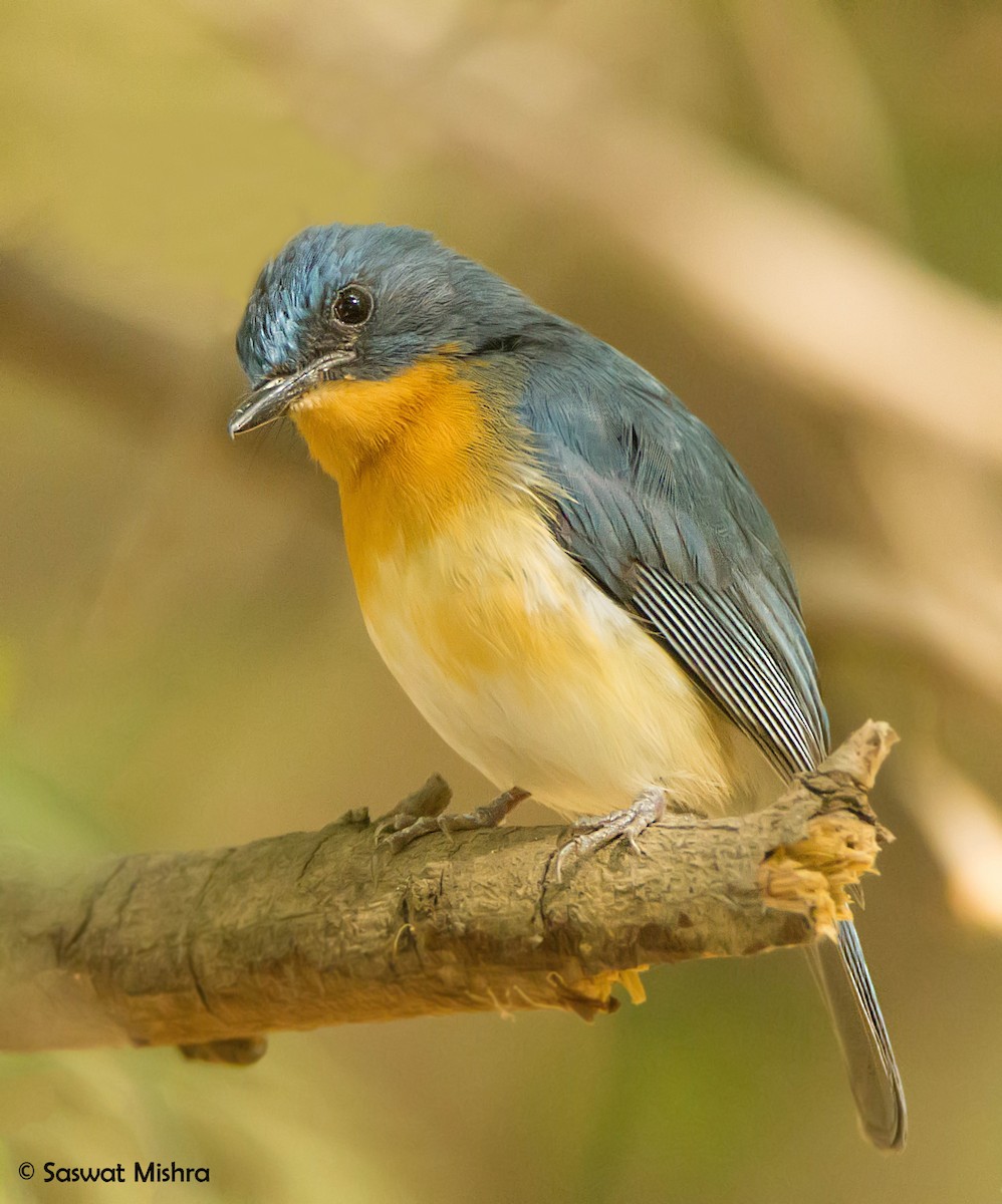 Tickell's Blue Flycatcher - ML162625561