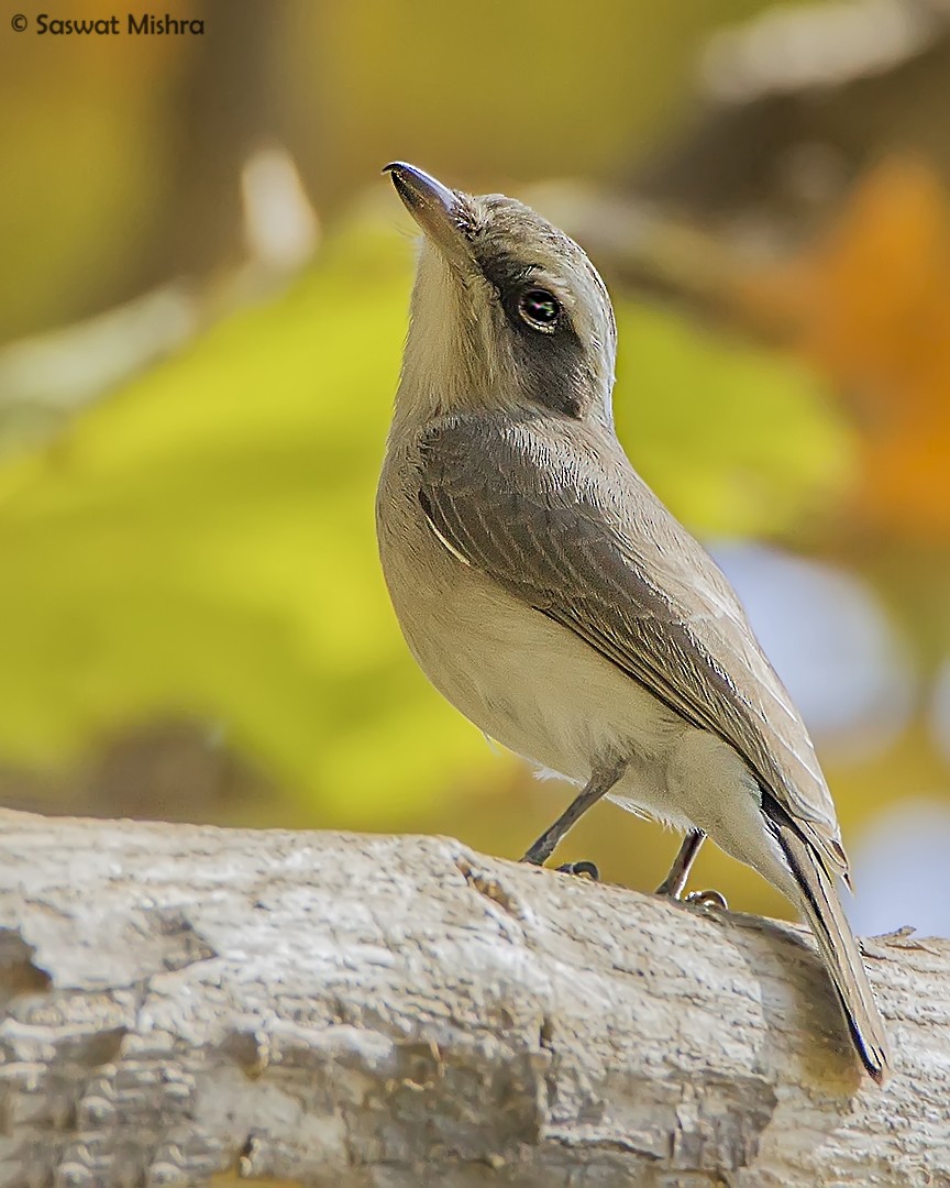 Common Woodshrike - ML162625611