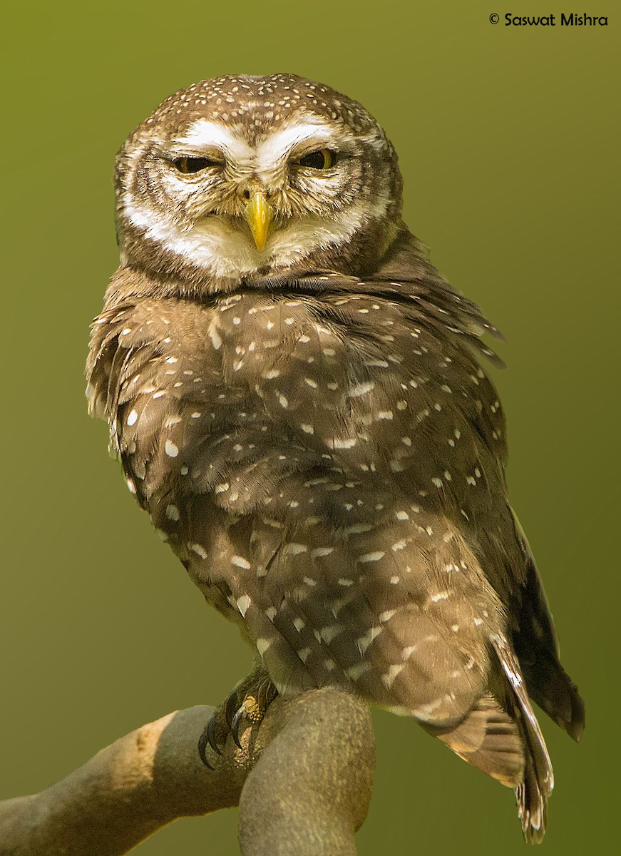 Spotted Owlet - ML162625651