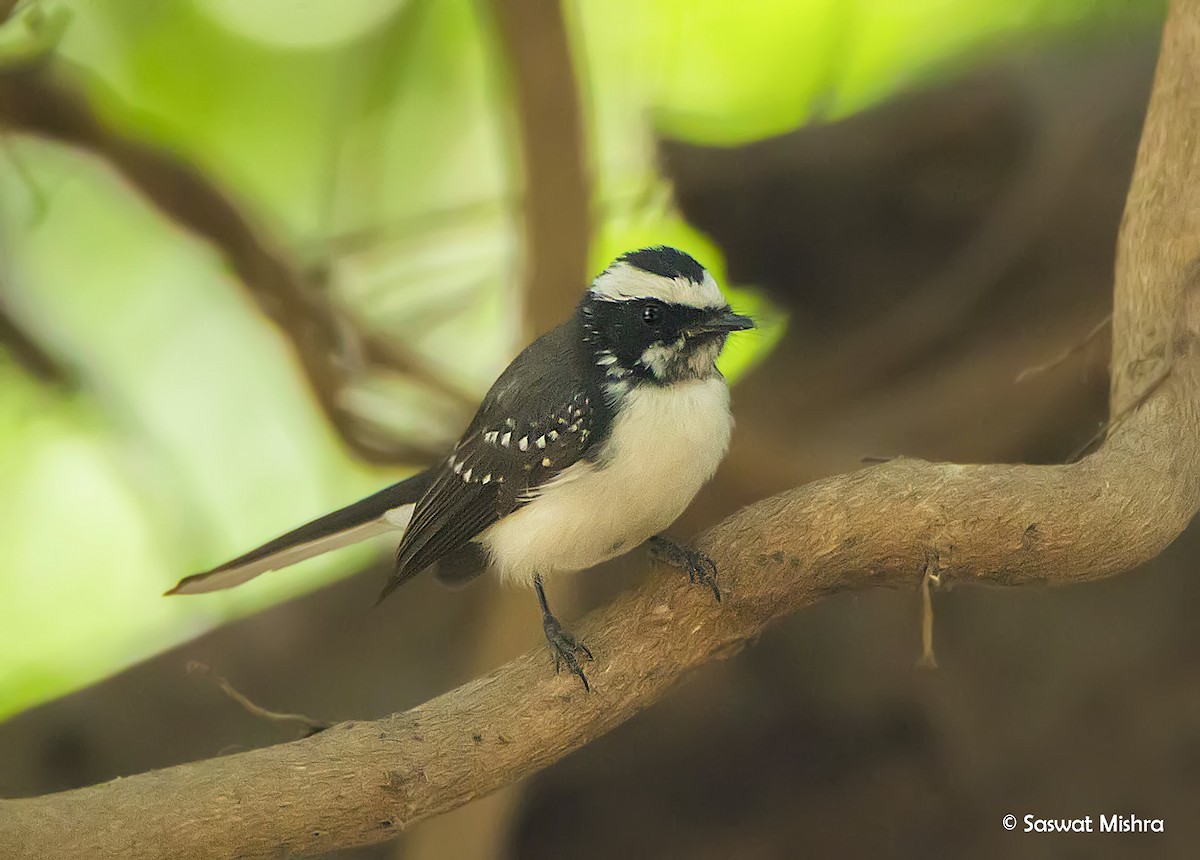 White-browed Fantail - ML162625731