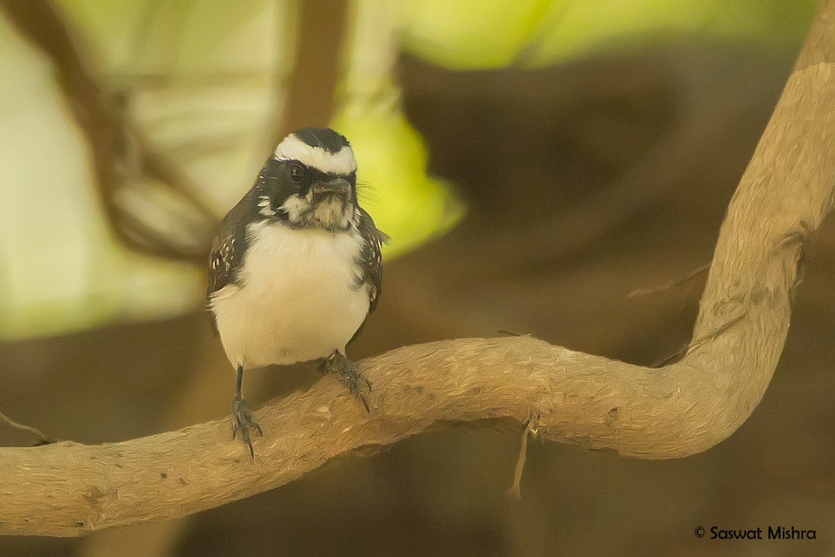 White-browed Fantail - ML162625741