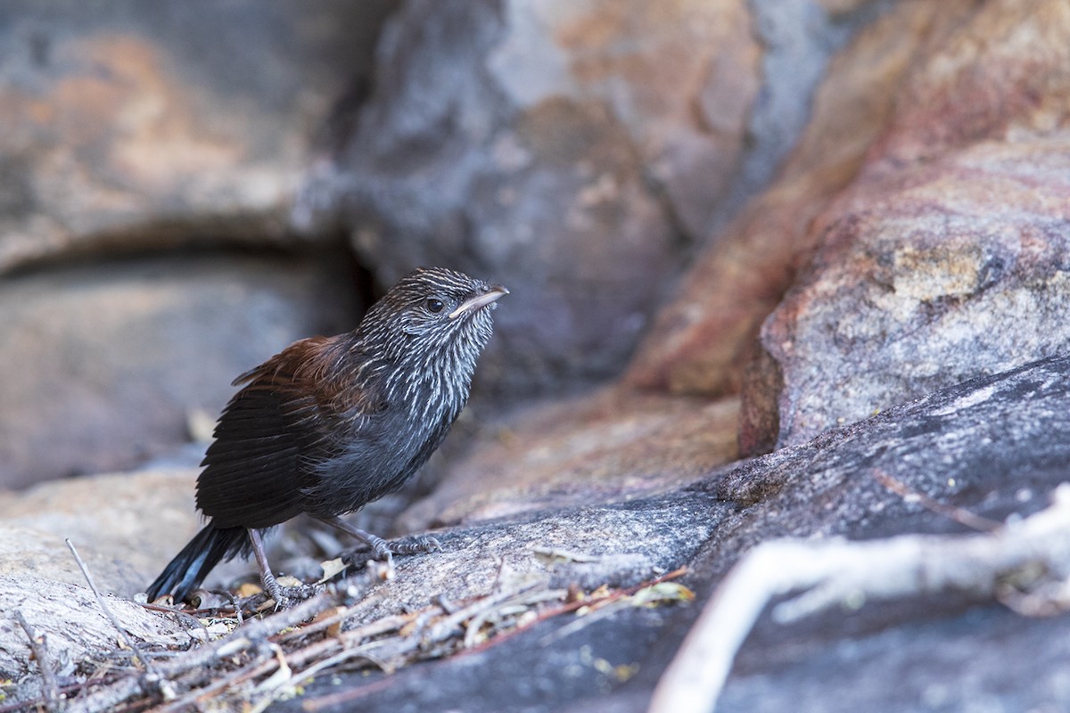 Black Grasswren - ML162626621