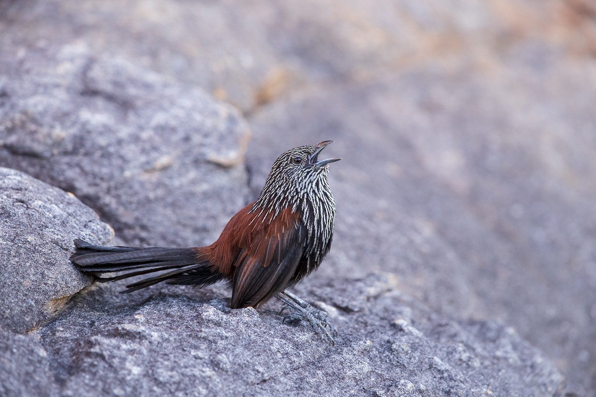 Black Grasswren - ML162626631