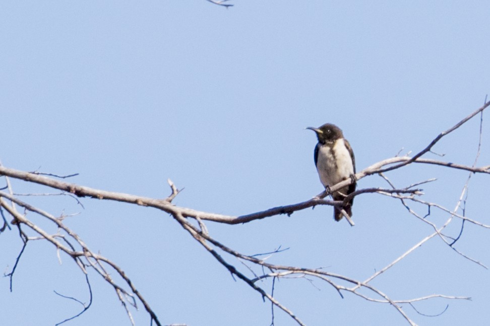 Black Honeyeater - ML162626661