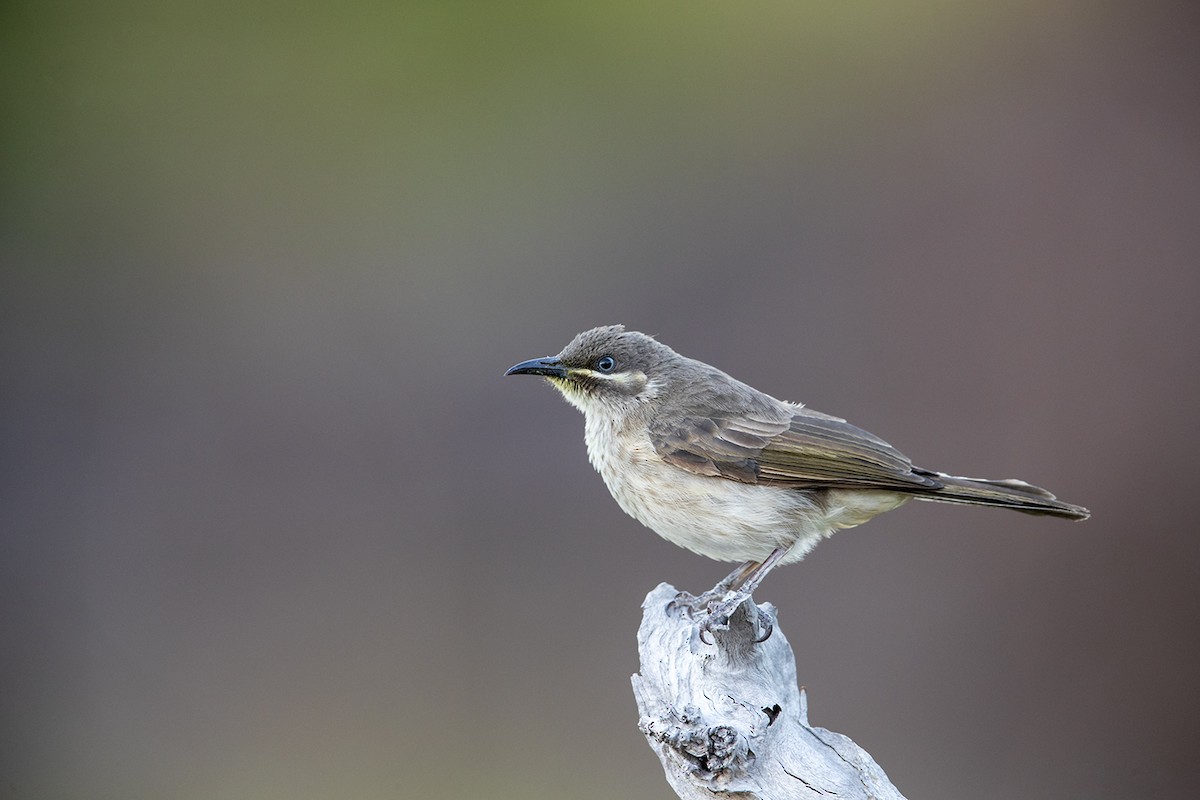 Kimberley Honeyeater - Laurie Ross | Tracks Birding & Photography Tours