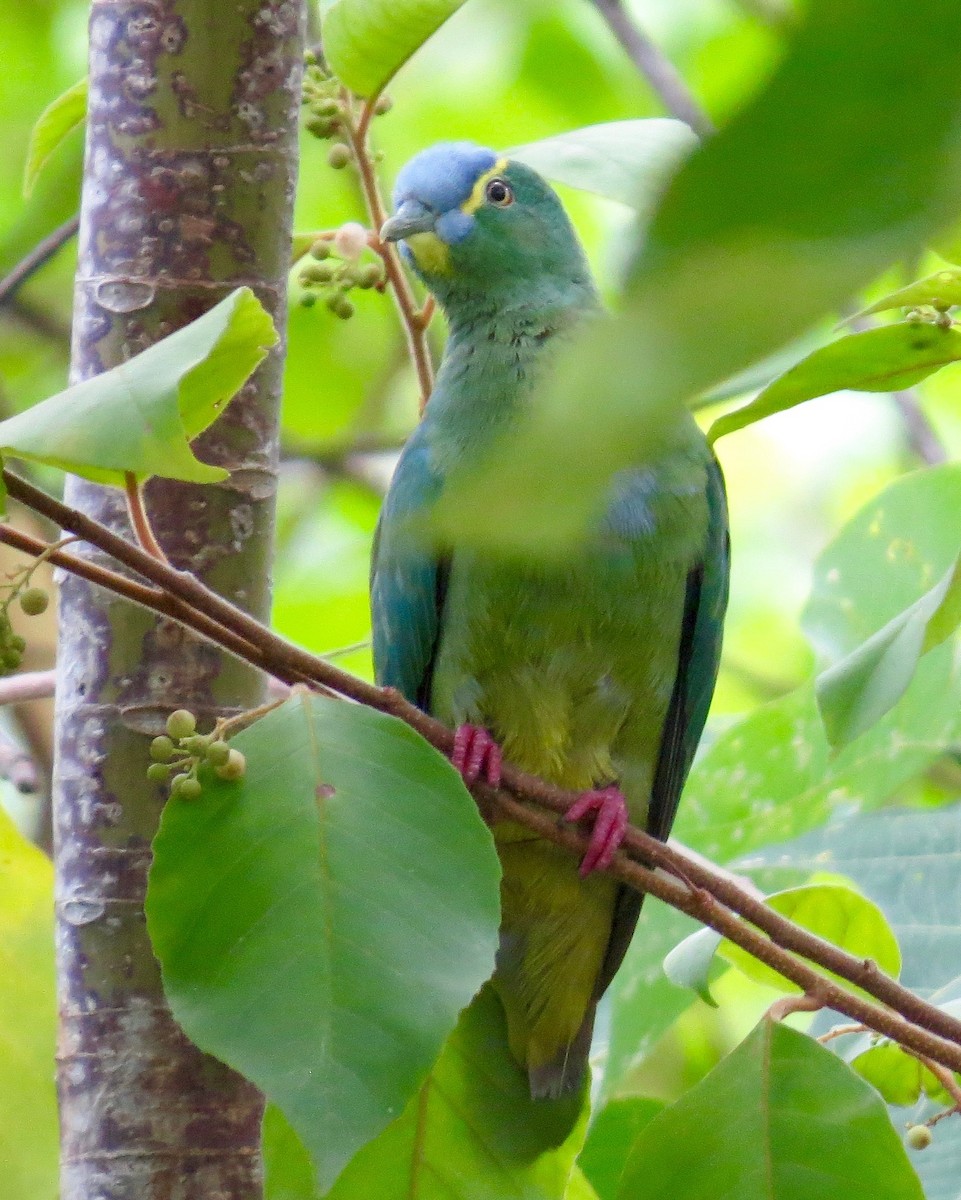 Blue-capped Fruit-Dove - ML162626721