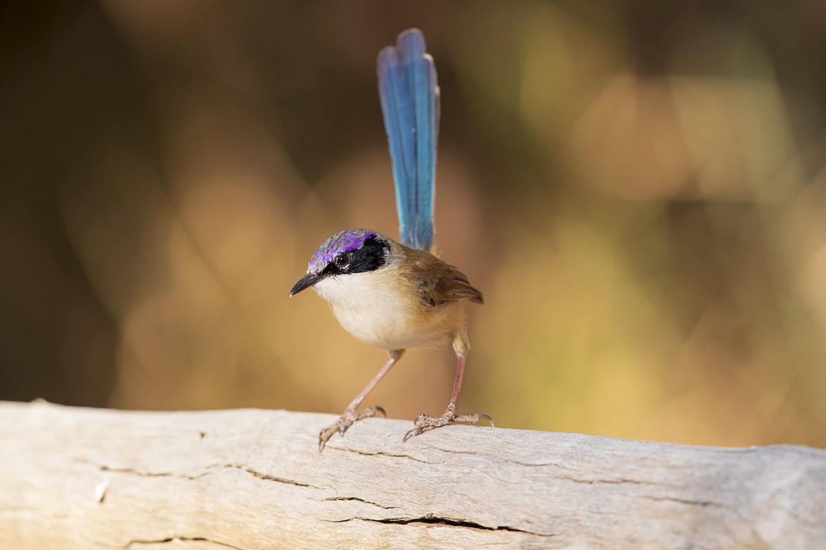 Purple-crowned Fairywren - ML162626791