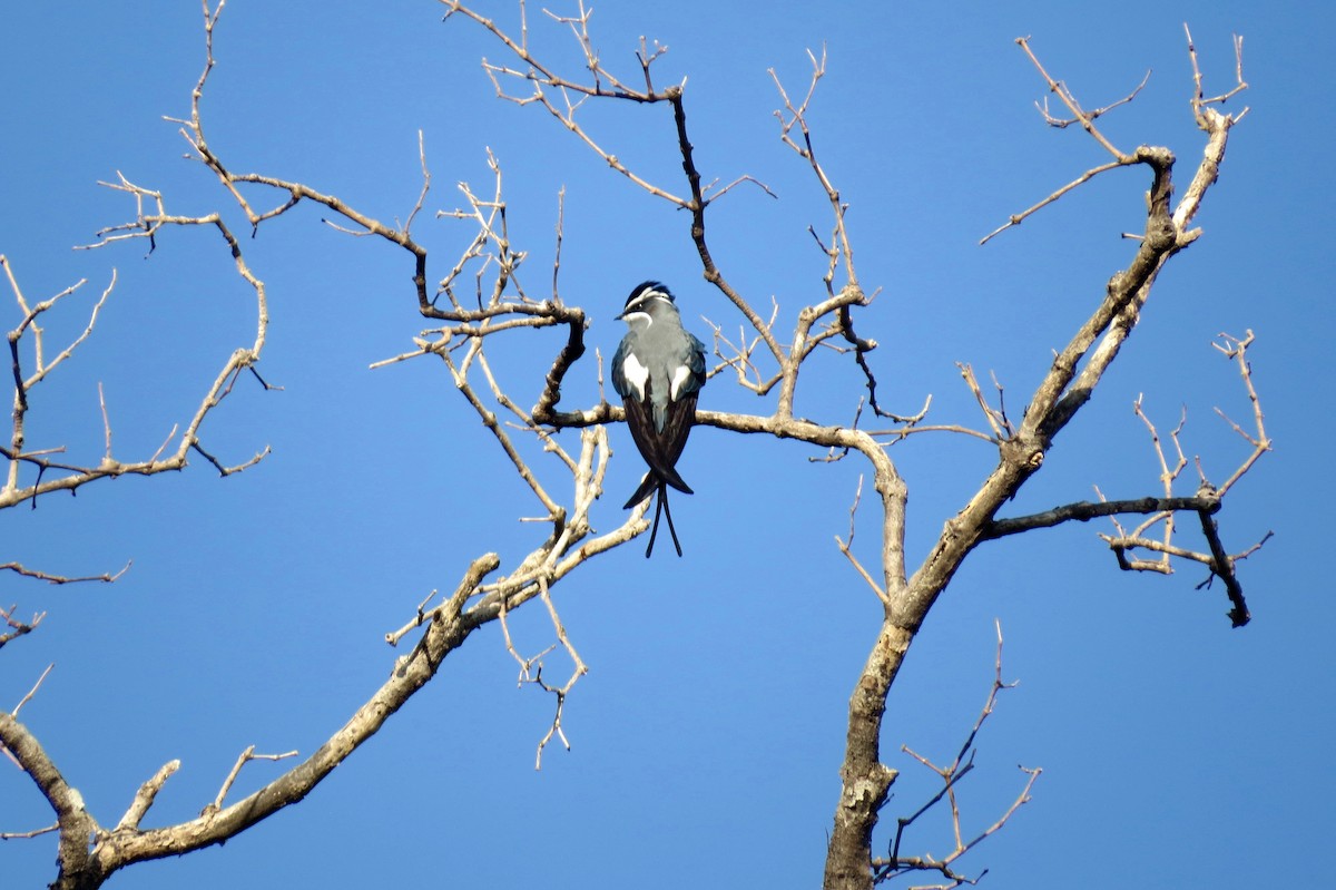 Moustached Treeswift - ML162627141