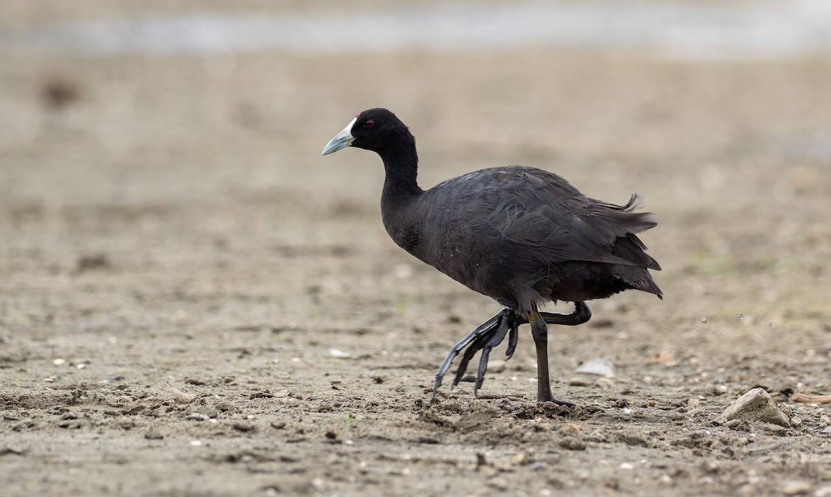 Red-knobbed Coot - ML162628061