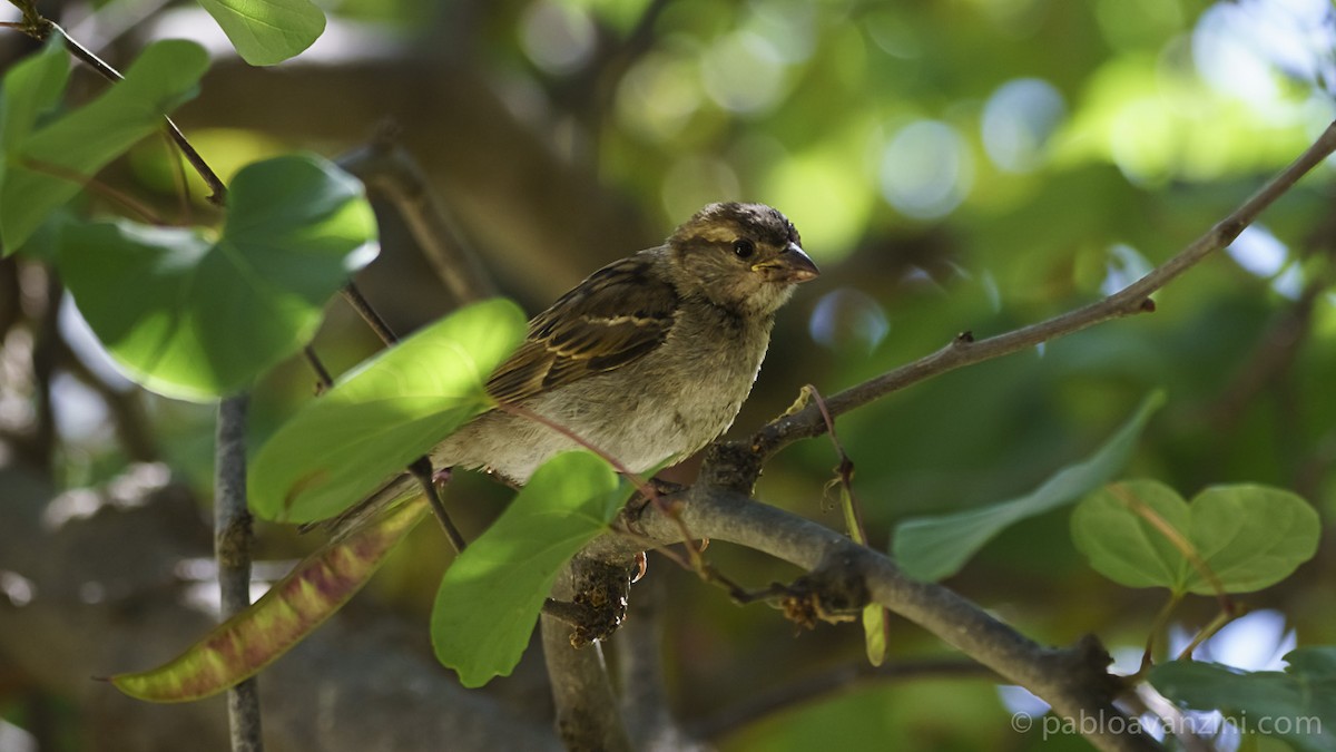 Spanish Sparrow - Pablo Avanzini