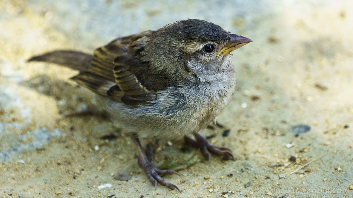 Spanish Sparrow - ML162630241