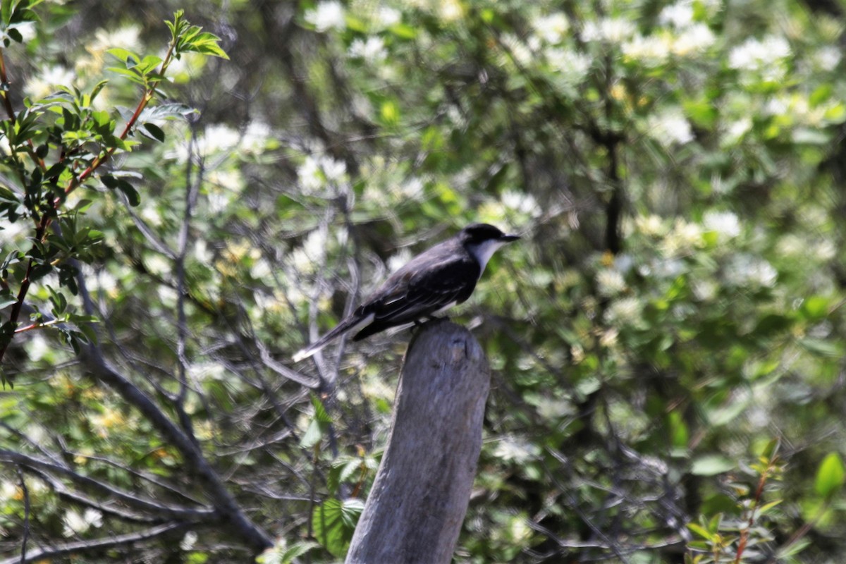 Eastern Kingbird - ML162630251