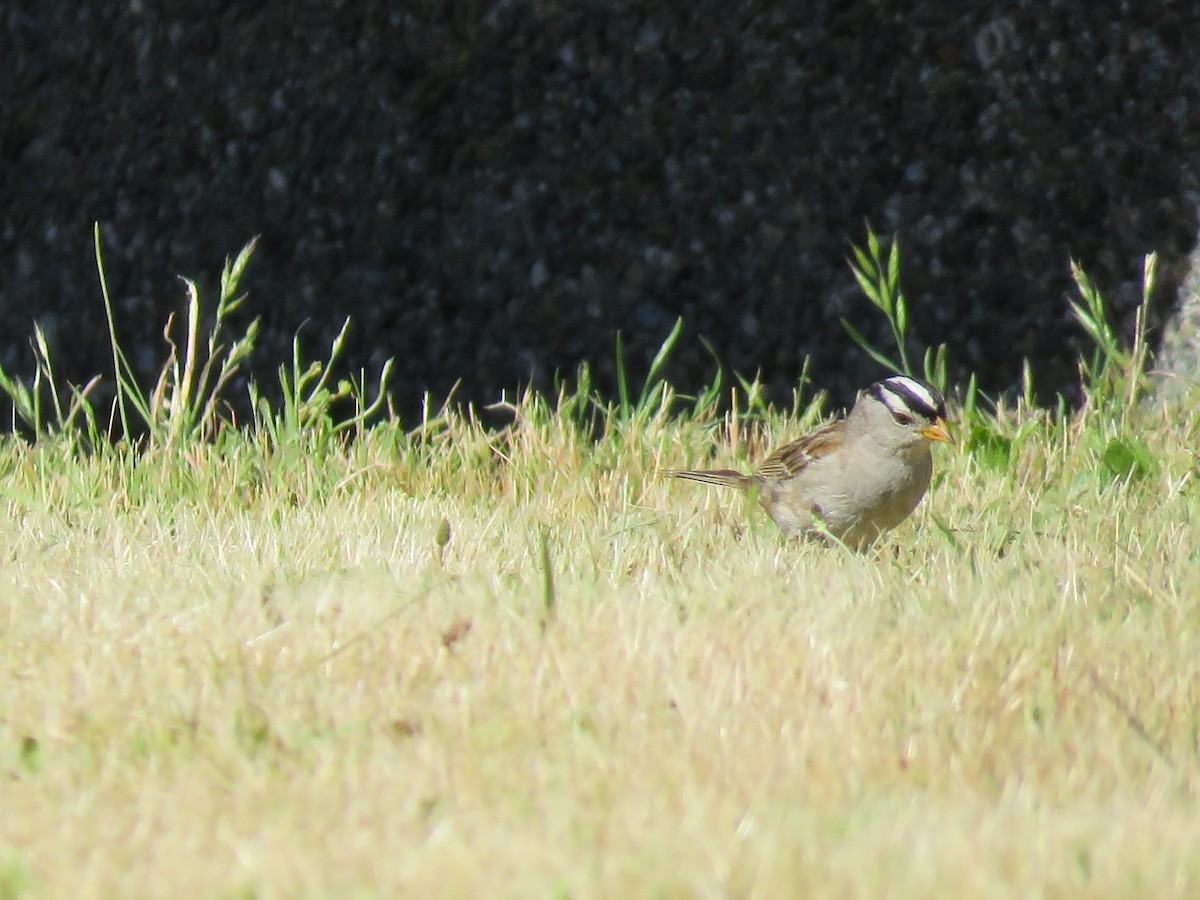 White-crowned Sparrow - ML162630351