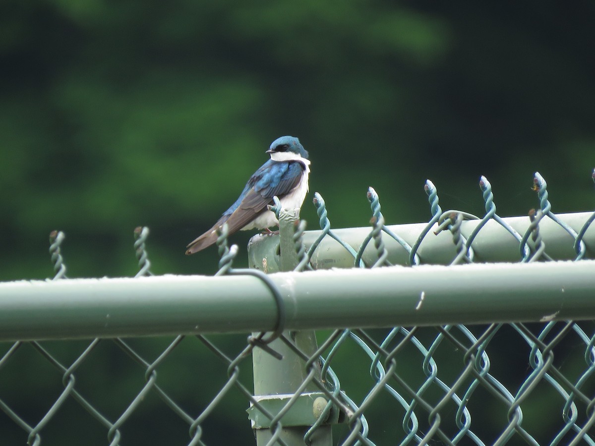 Tree Swallow - ML162630391