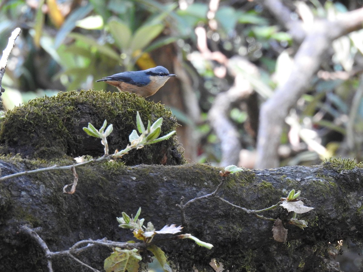 White-tailed Nuthatch - ML162631491