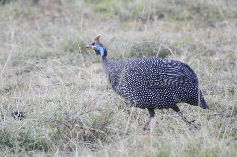 Helmeted Guineafowl - ML162631581