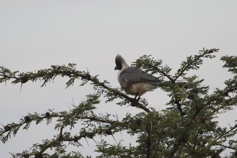 Bare-faced Go-away-bird - ML162631601