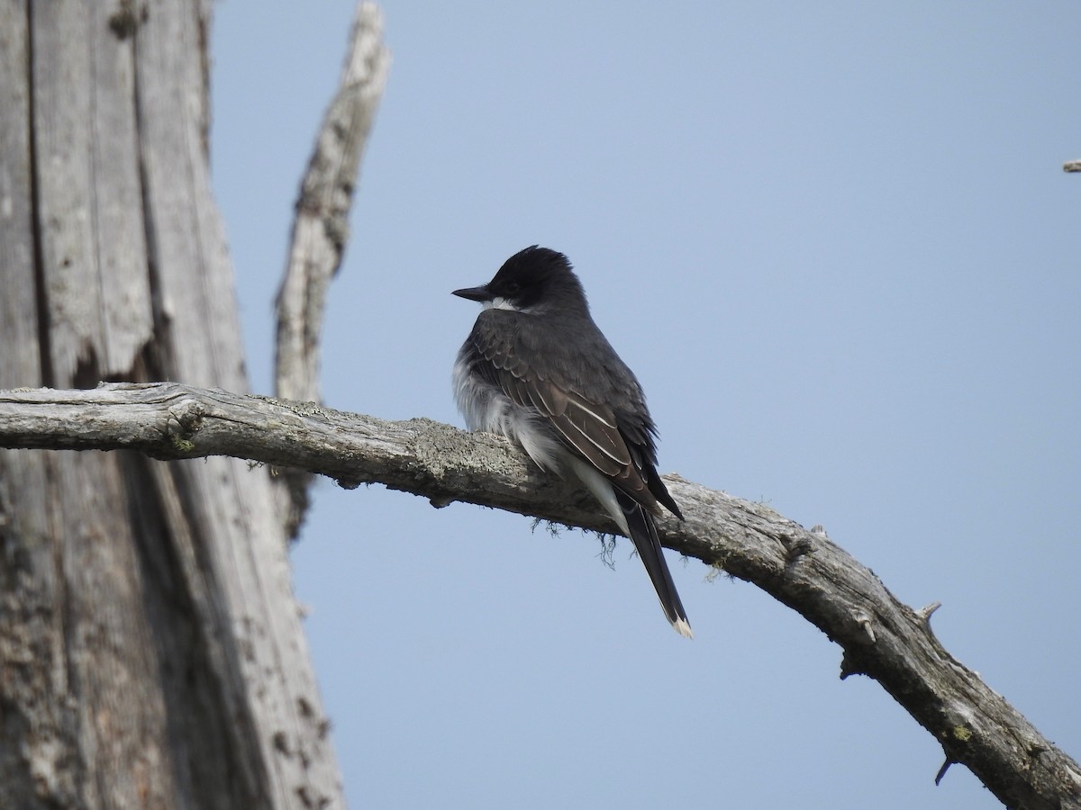 Eastern Kingbird - ML162634801