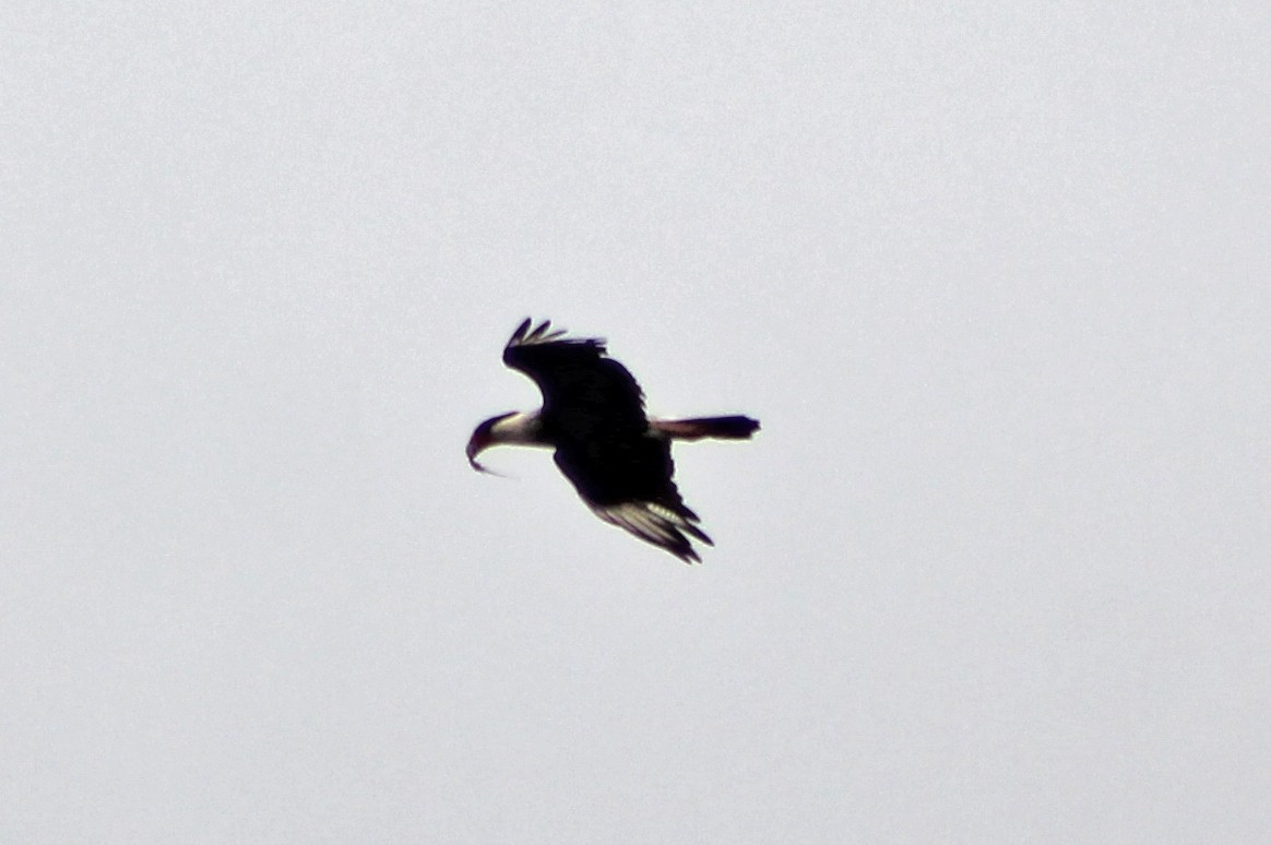 Caracara huppé (cheriway) - ML162636951