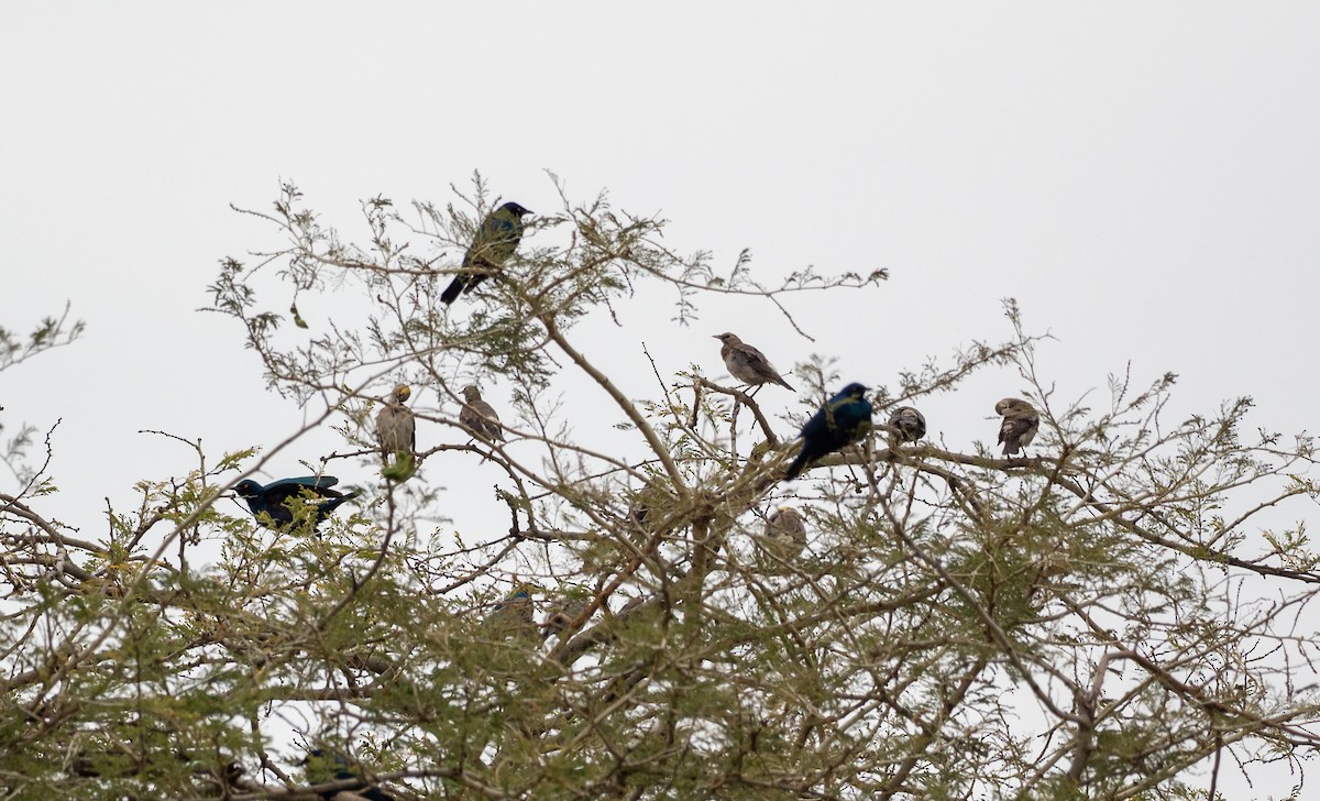 Wattled Starling - ML162637051