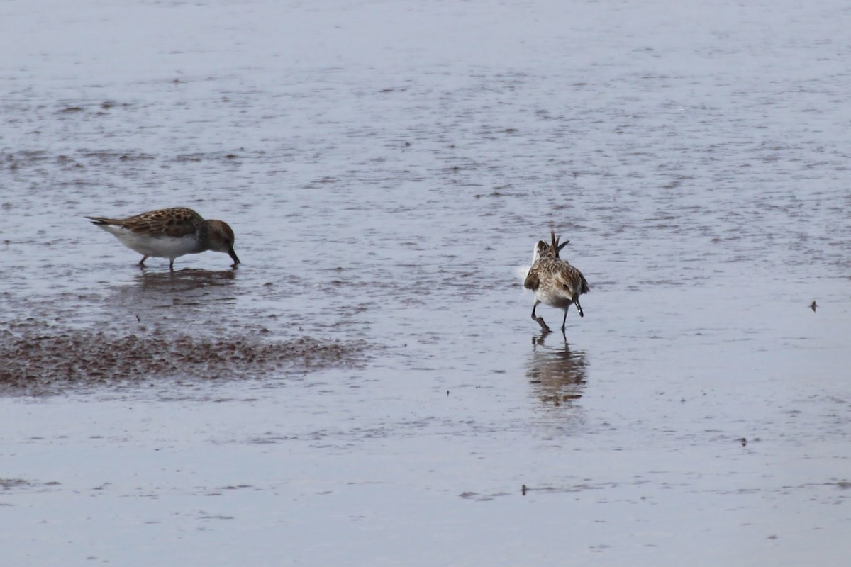 Weißbürzel-Strandläufer - ML162637081