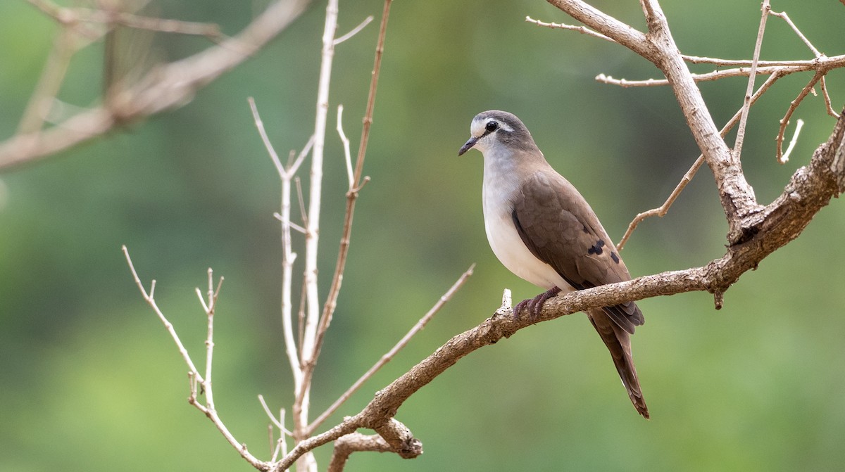 Tambourine Dove - Forest Botial-Jarvis