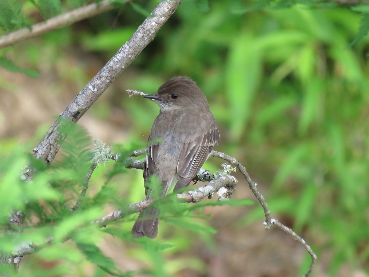 Eastern Phoebe - ML162638801