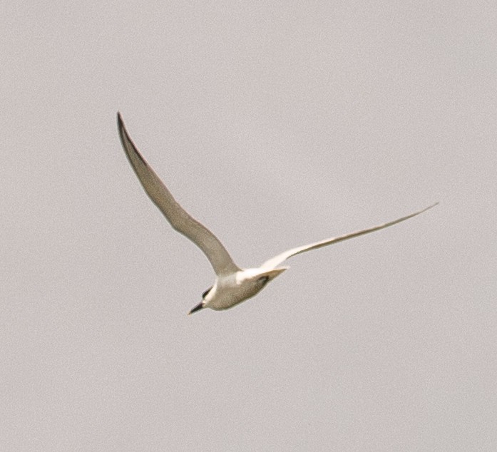 Sandwich Tern - ML162639751