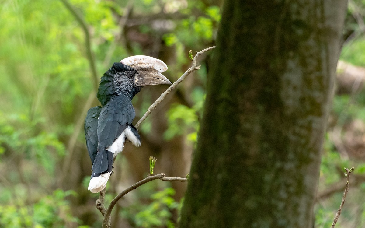 Silvery-cheeked Hornbill - ML162640611