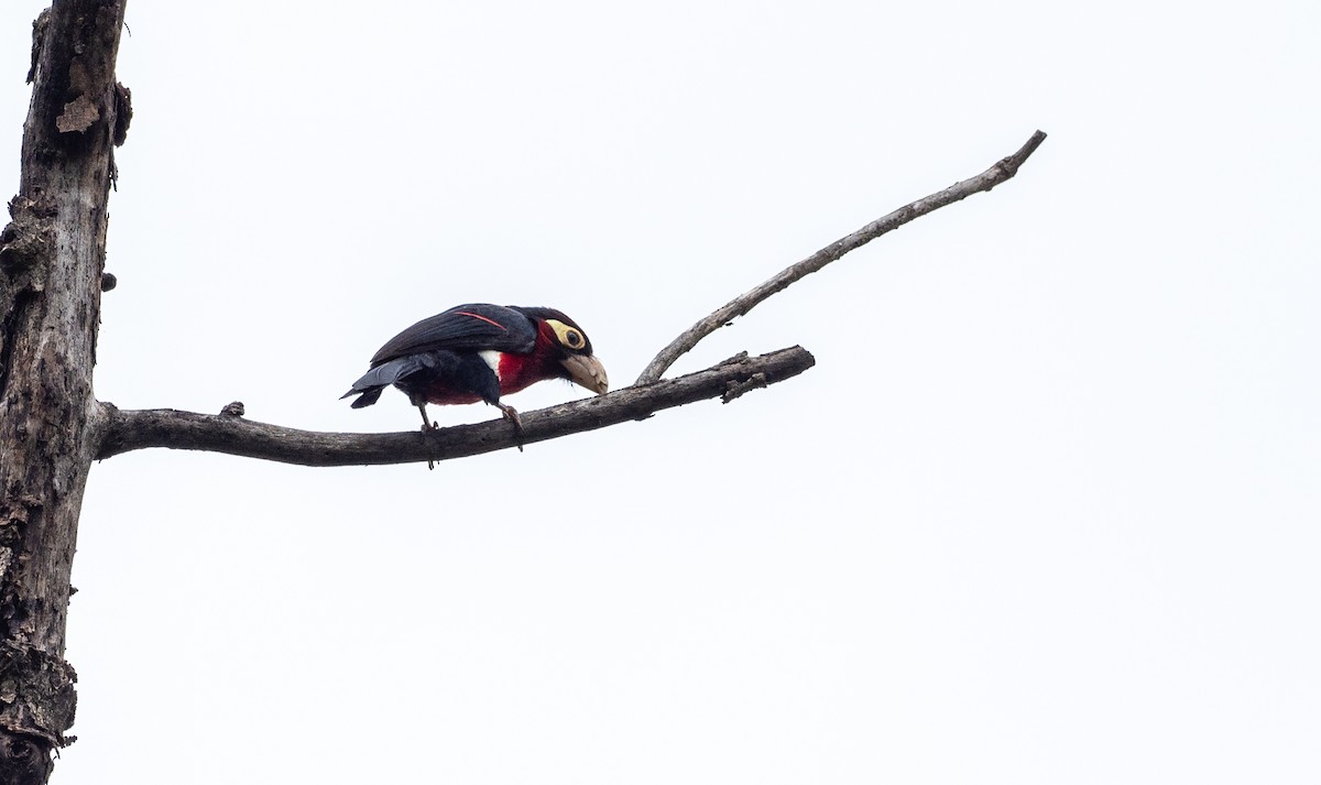 Double-toothed Barbet - ML162640631