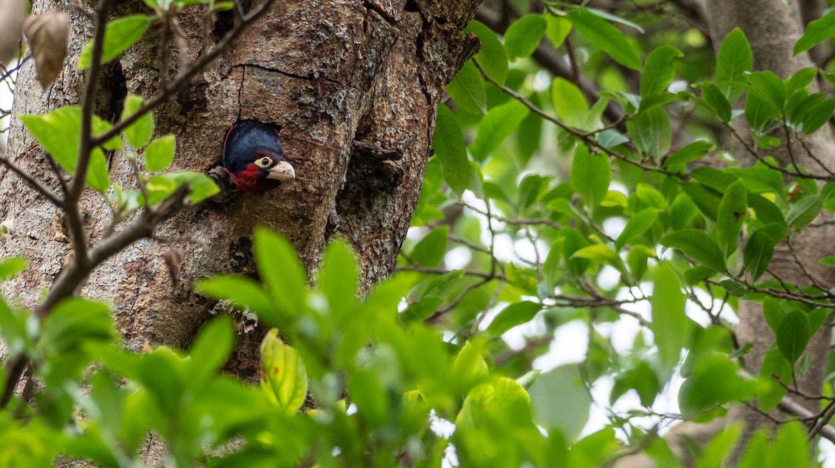 Double-toothed Barbet - ML162640641