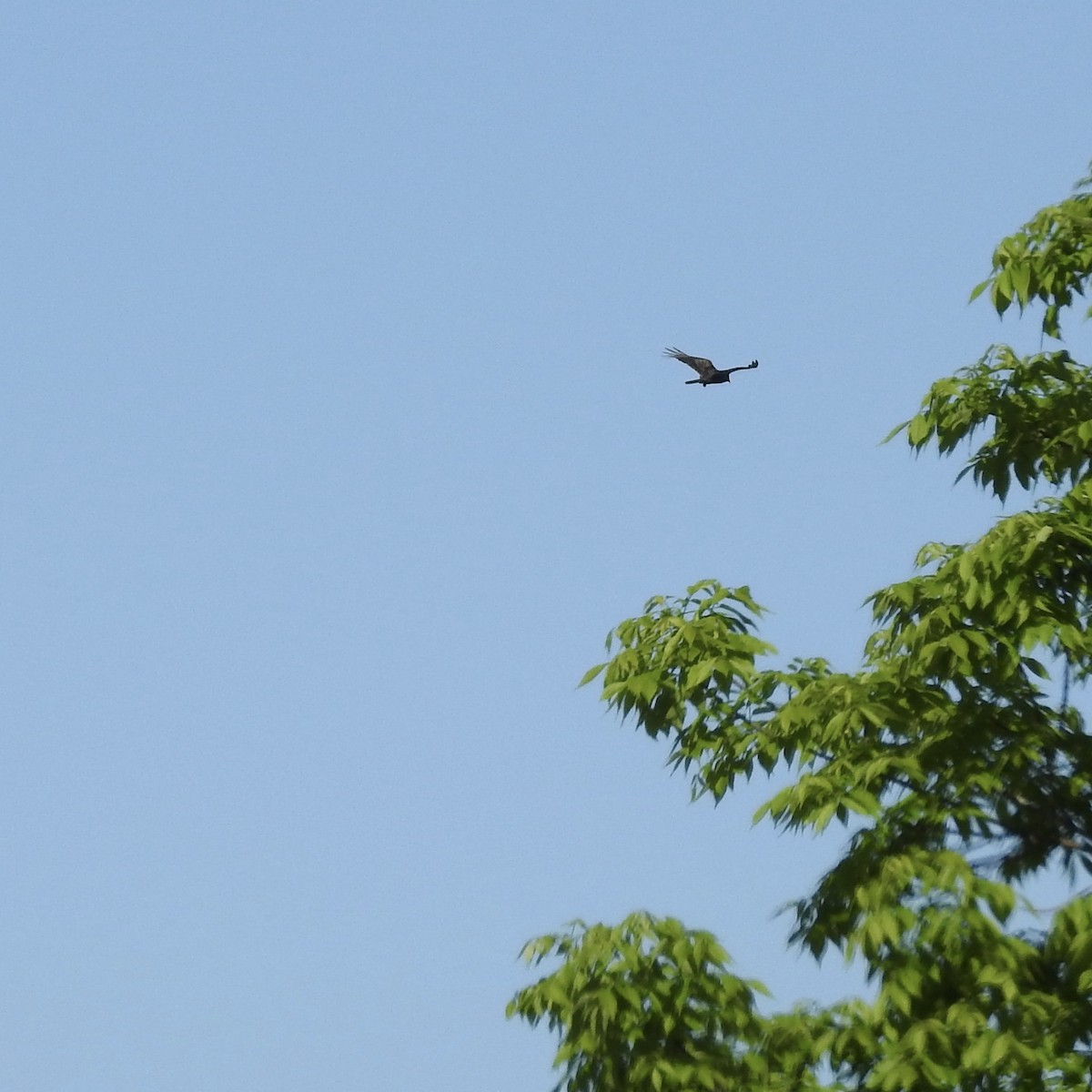 Turkey Vulture - ML162641921