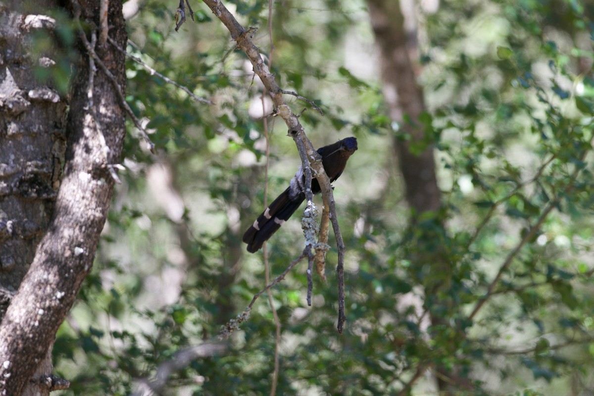 Common Scimitarbill - Krista Oswald