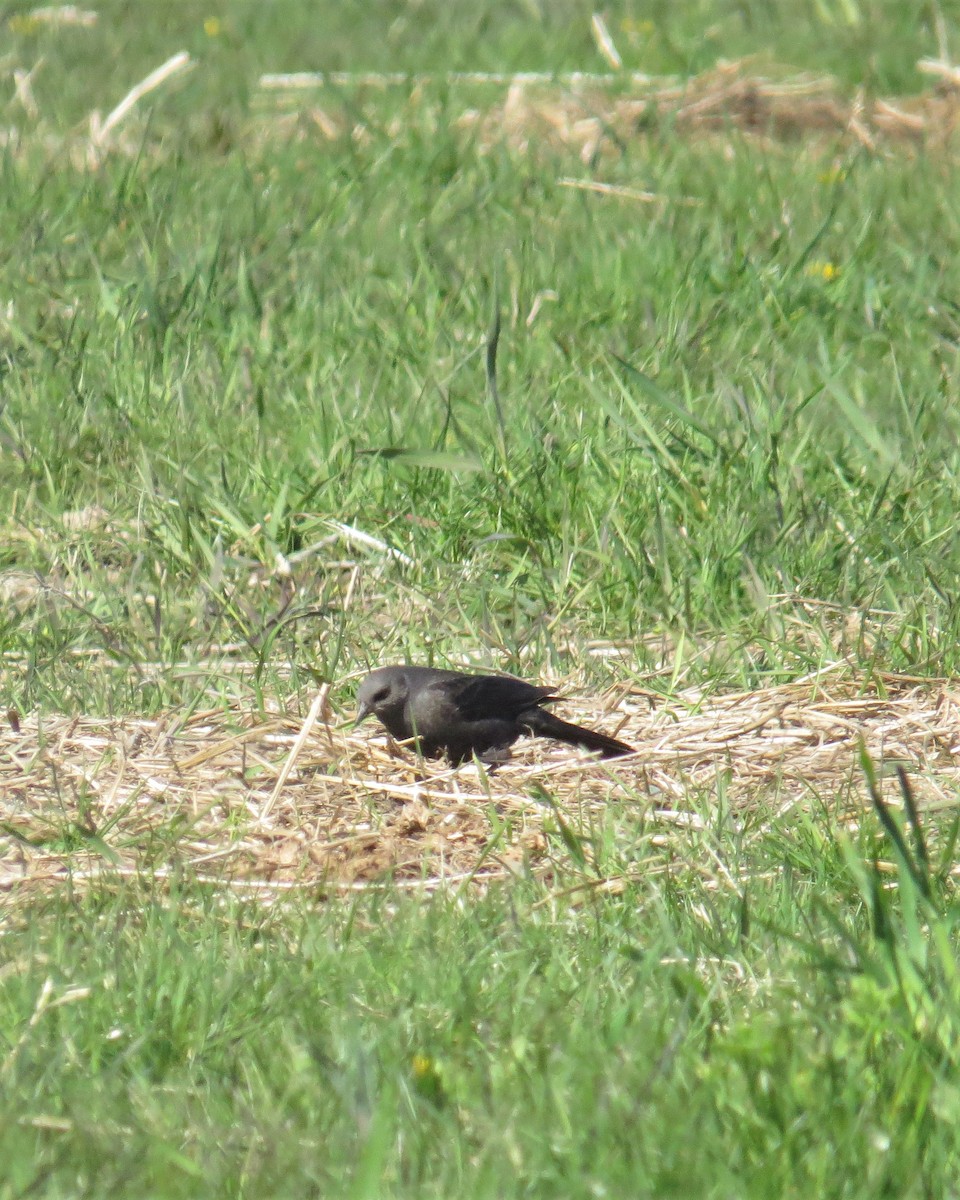 Brewer's Blackbird - ML162645141