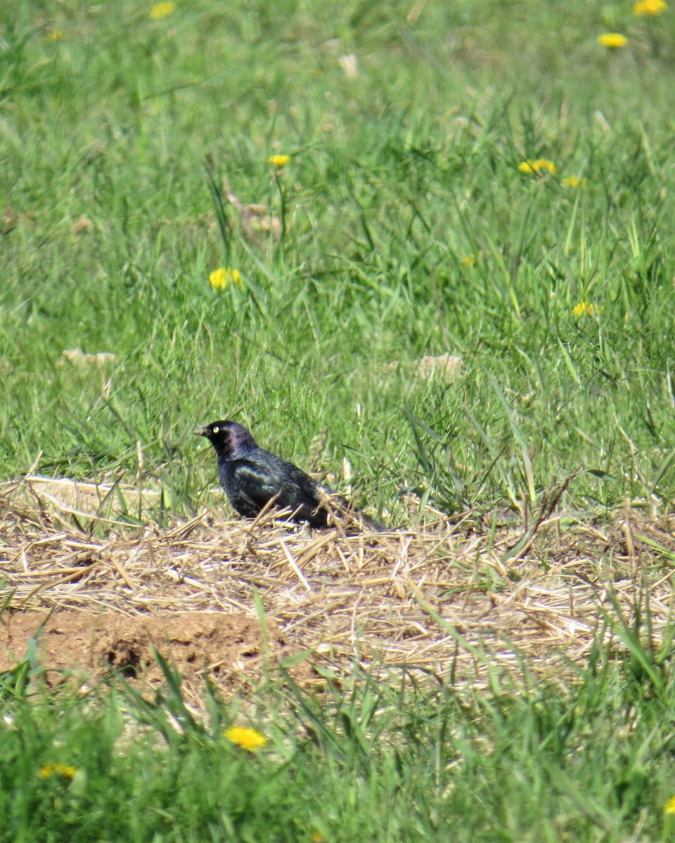 Brewer's Blackbird - ML162645171