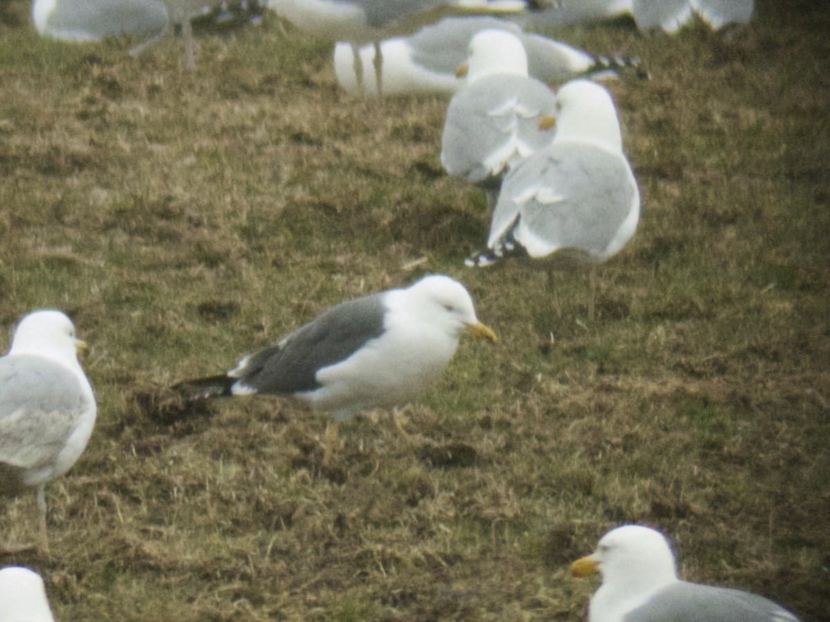 Бэсрэг цахлай - ML162645241