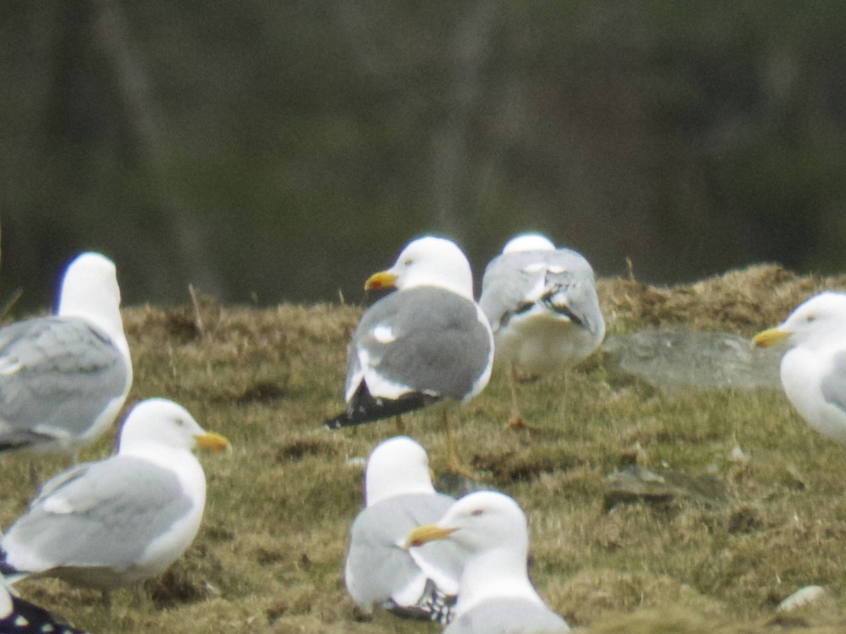 Бэсрэг цахлай - ML162645251