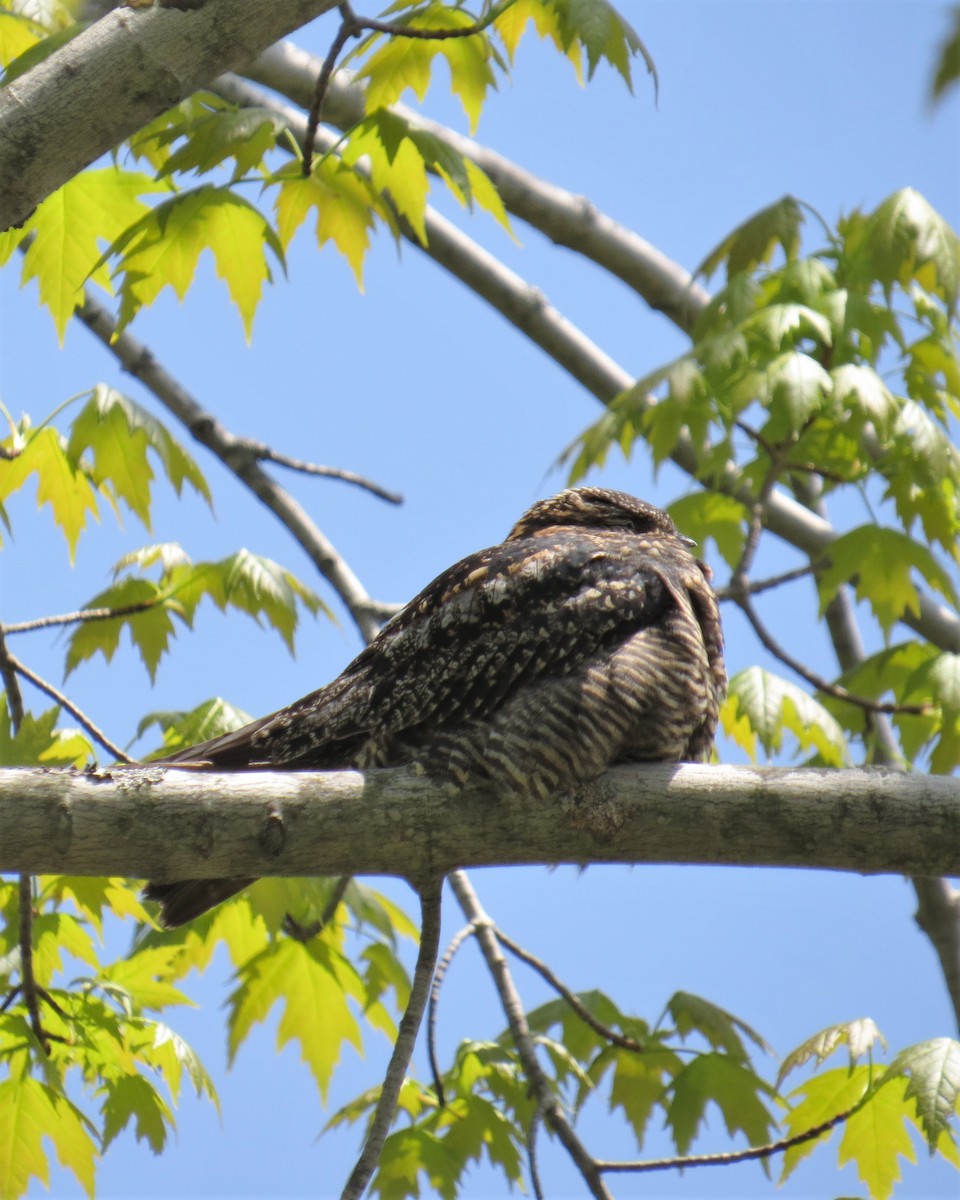 Common Nighthawk - ML162645501