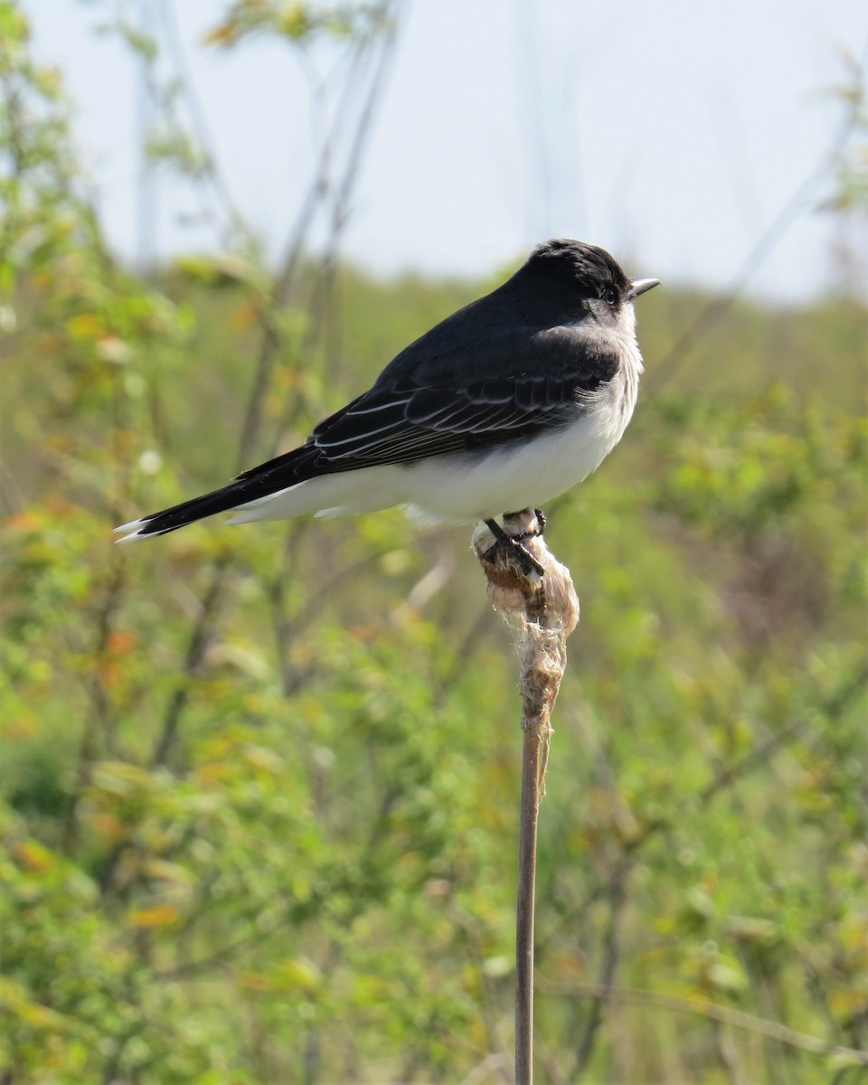 Eastern Kingbird - ML162645531