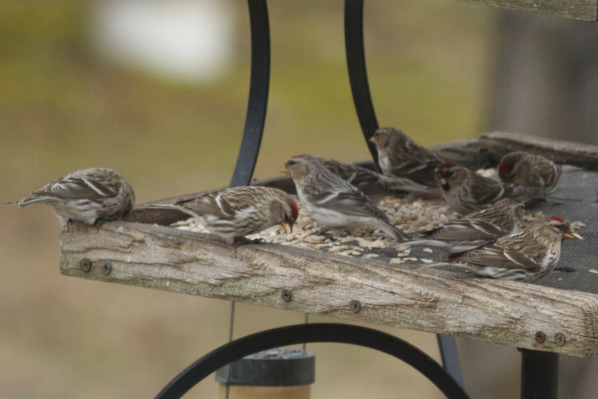 Hoary Redpoll (exilipes) - ML162645771