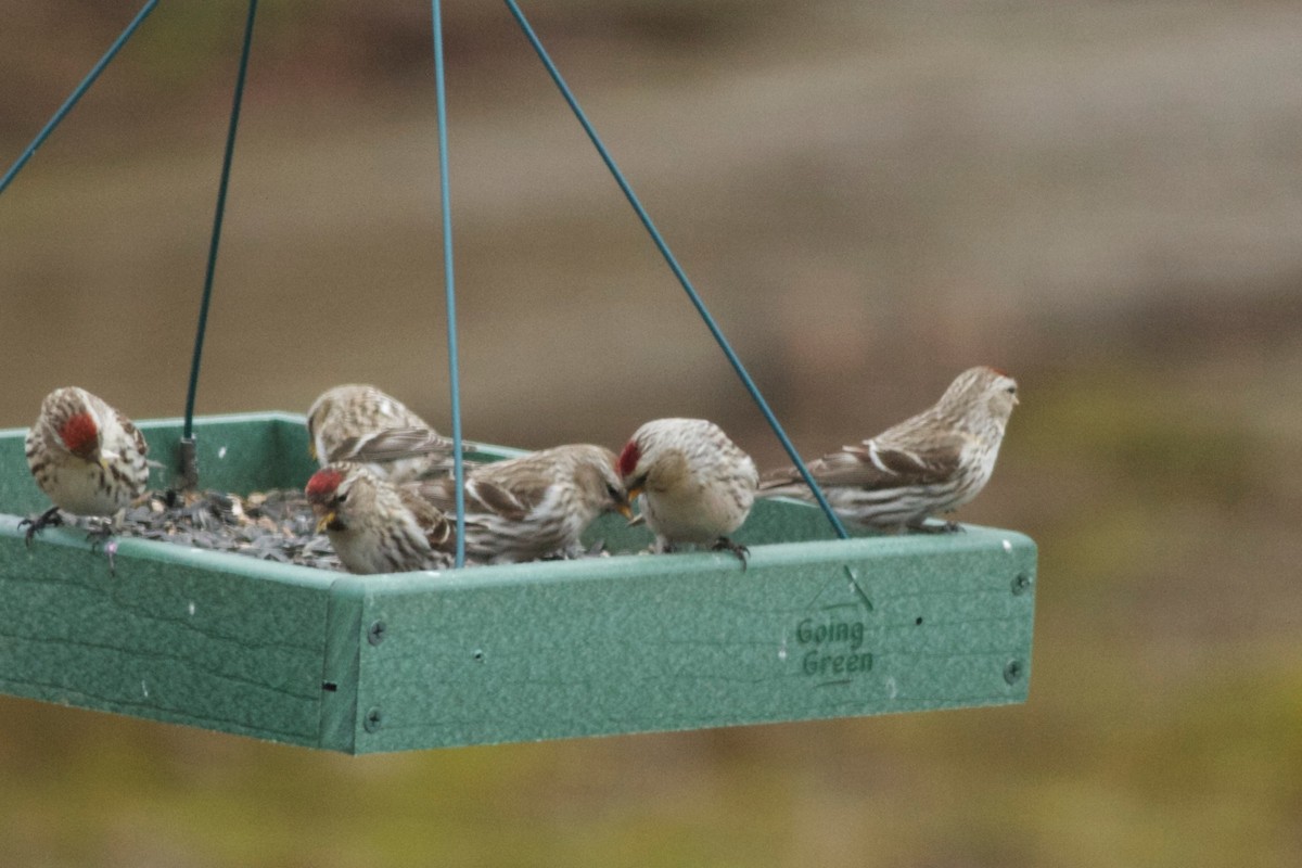 Hoary Redpoll (exilipes) - ML162645781