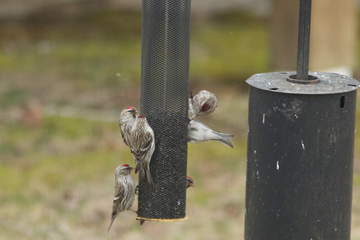 Hoary Redpoll (exilipes) - Louis Bevier