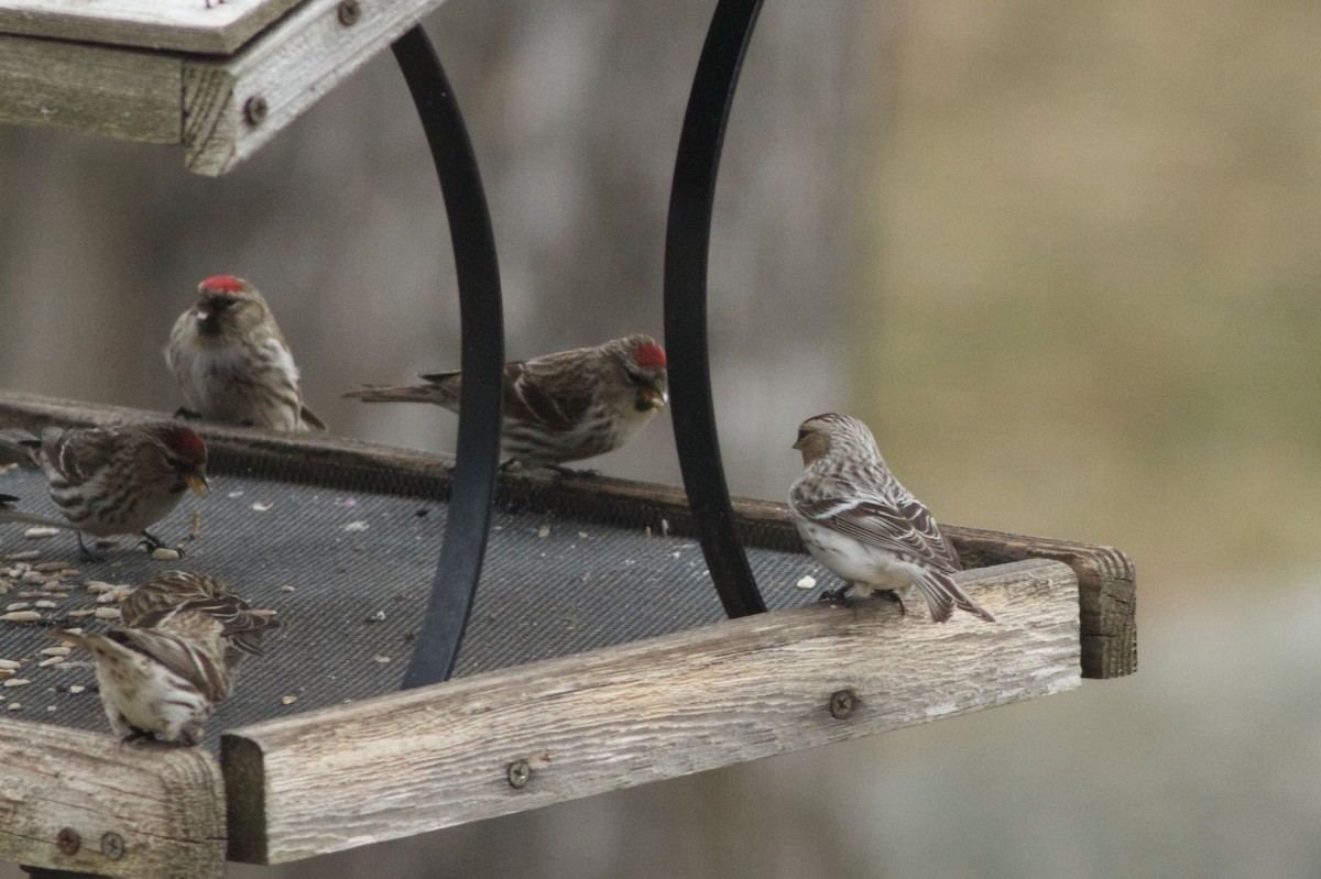 Hoary Redpoll (exilipes) - ML162645801